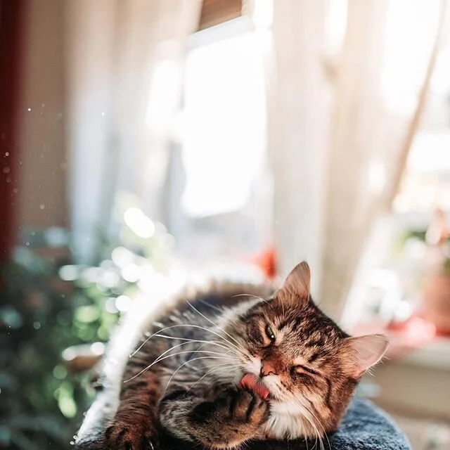 The theme of the day seems to be that everyone is feeling low energy, discouraged and unmotivated. Sound familiar?  Maybe it&rsquo;s coming off the long weekend, maybe it&rsquo;s that we&rsquo;re all out of tricks to keep us positive about quarantine