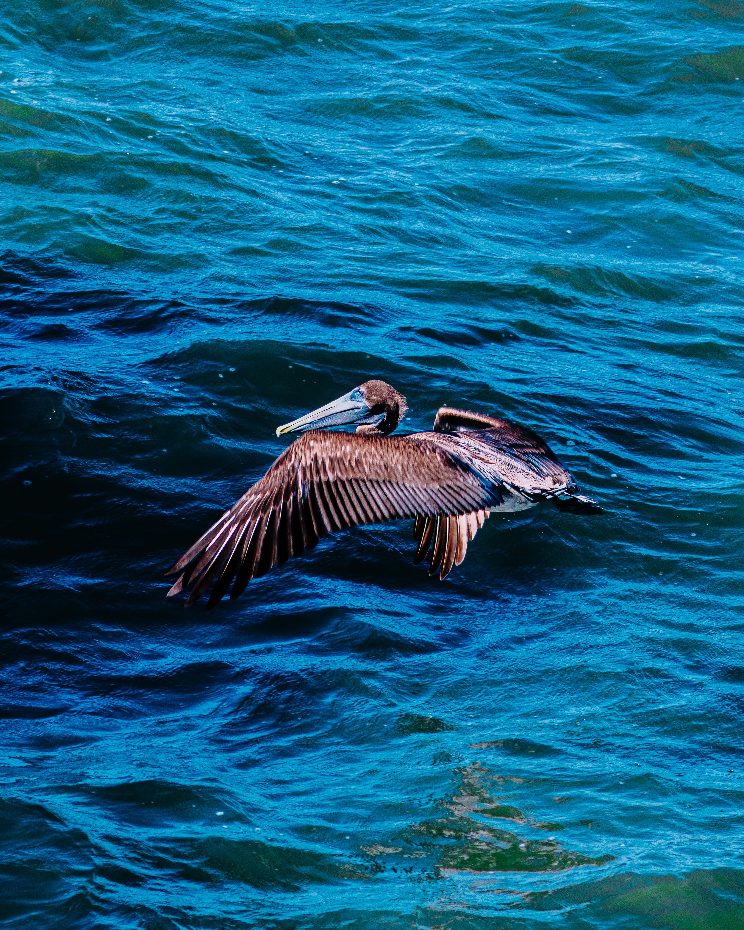 A brown pelican flying over blue ocean water.