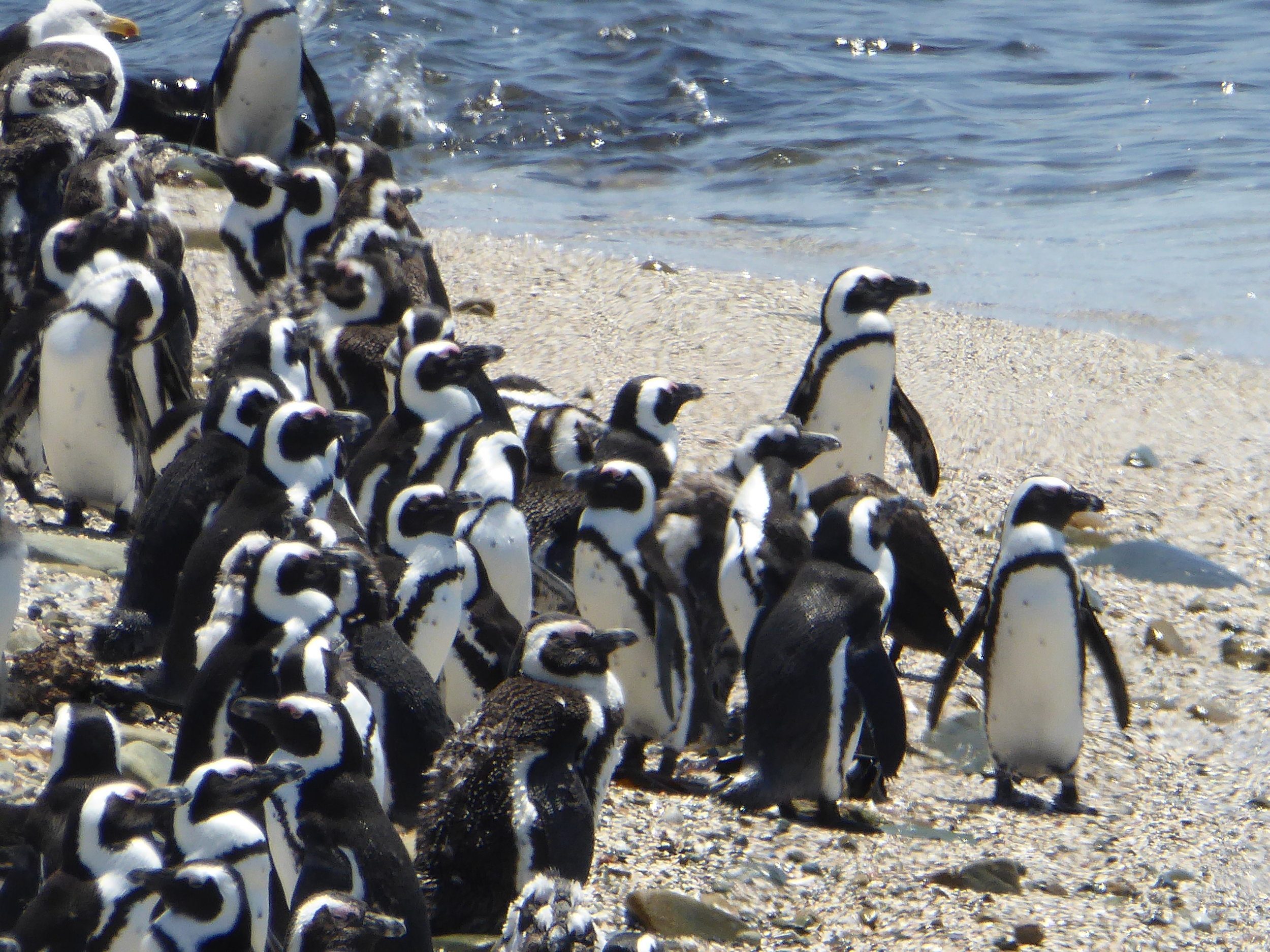  penguin gathering. if you've never heard a penguin call, watch  this  