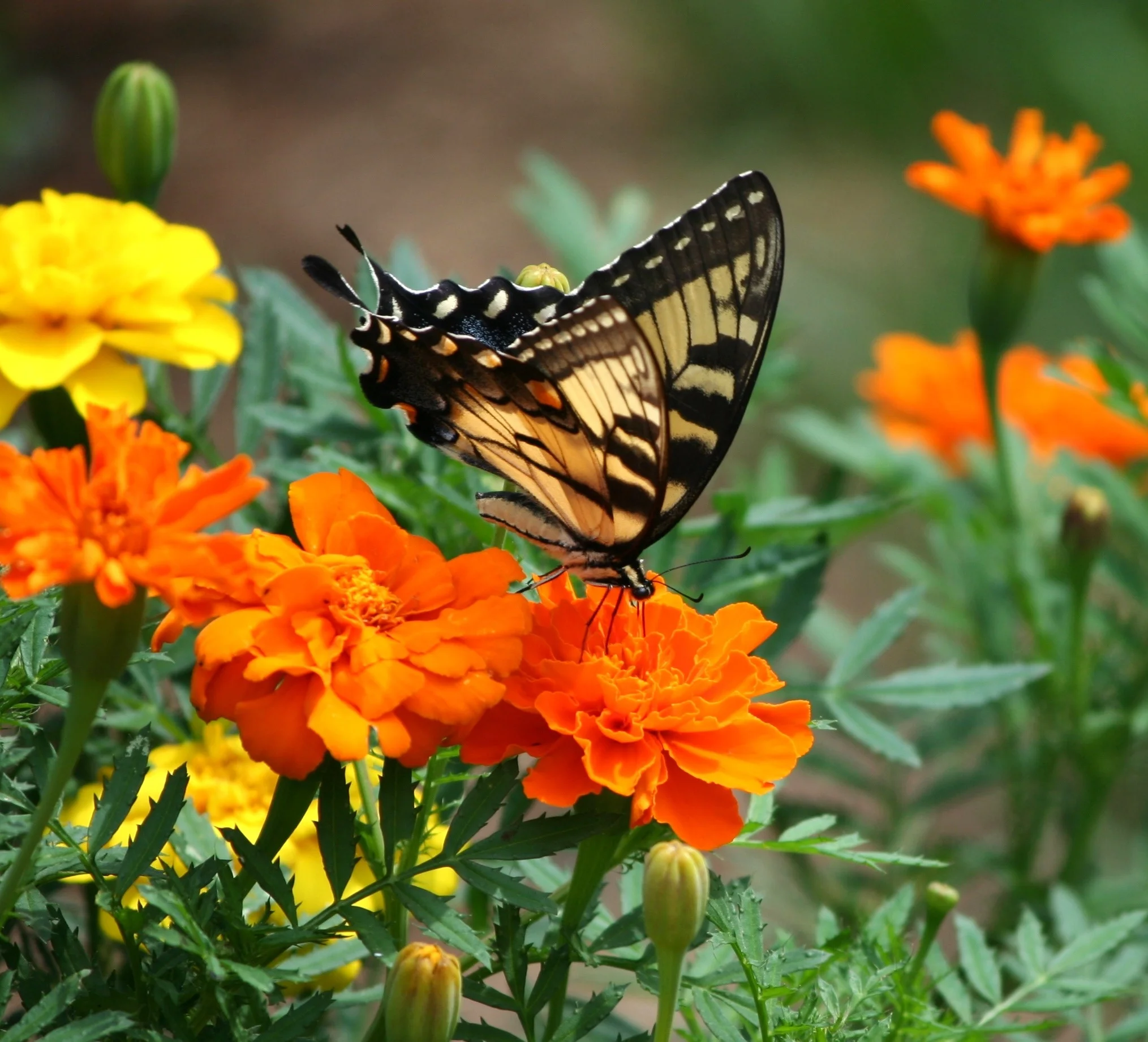 old-world-swallowtail-butterfly-papilio-machaon-insect-86416.jpeg