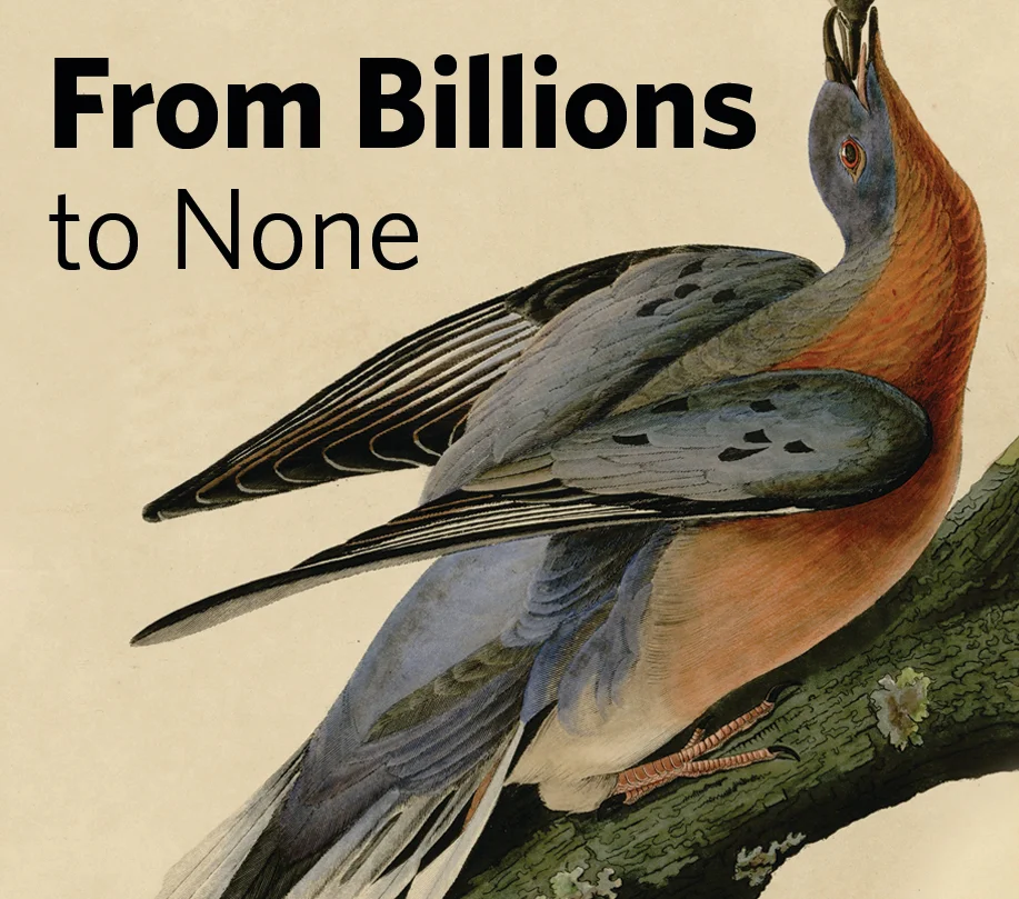 FROM BILLIONS TO NONE