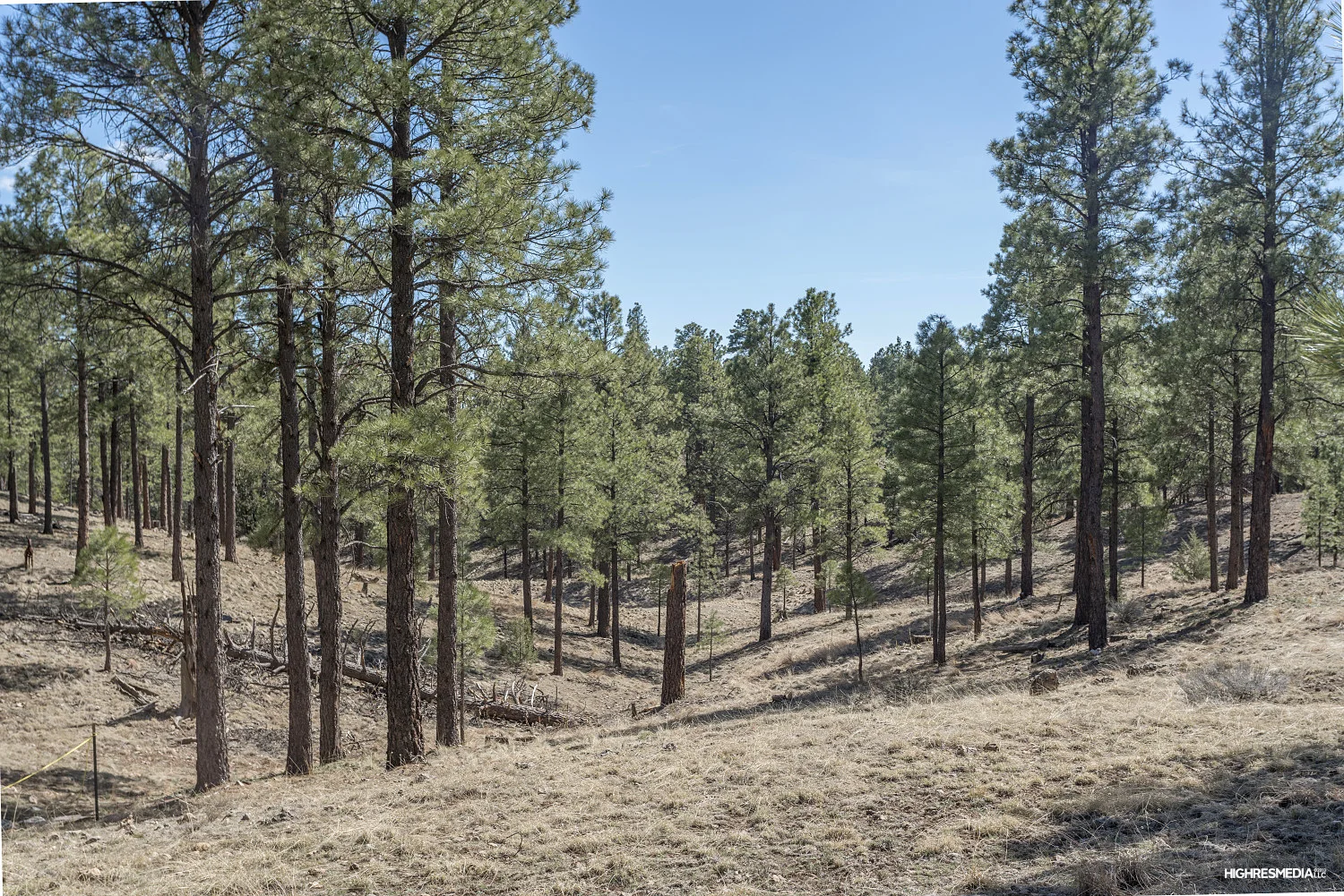 Pine Canyon Lot 181