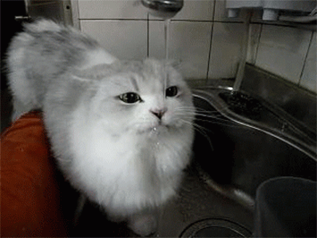 drink-plenty-of-water-cat-gif.gif