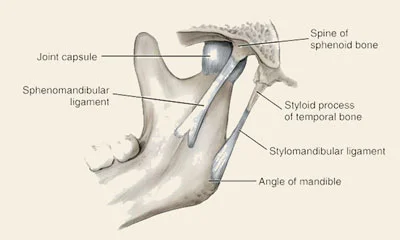 The-Emergency-Dentist-Sydney-TMJ-and-TMD-sleep-Disorder-bone-and-joint.jpg