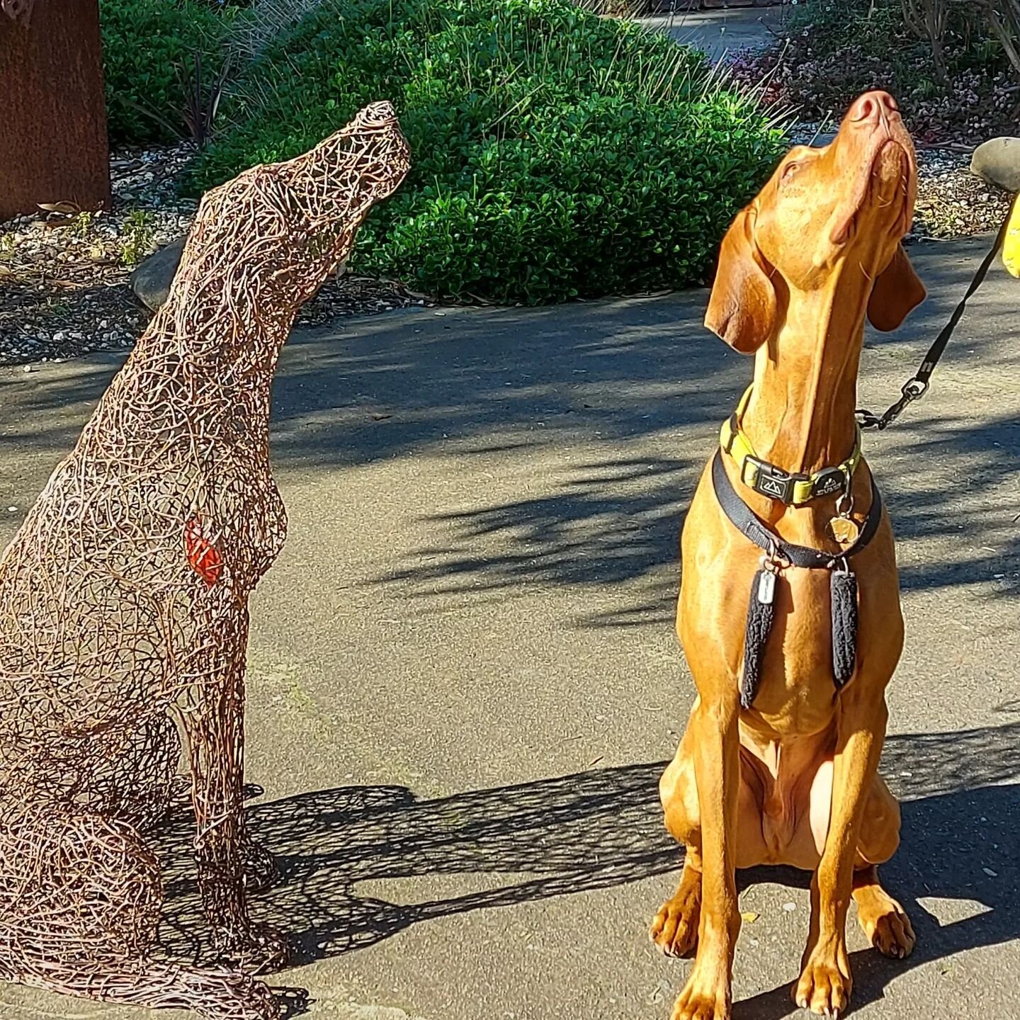 BB meets  Bb2, its always lovely when clients are delighted by what you have created, BB hmm not so sure he liked sharing  the lime light. #hungarianvizsla #vizsla #dogs #dogbreeds #commissionswelcome #bespoke #interiordesign #sculpturalart #clients 