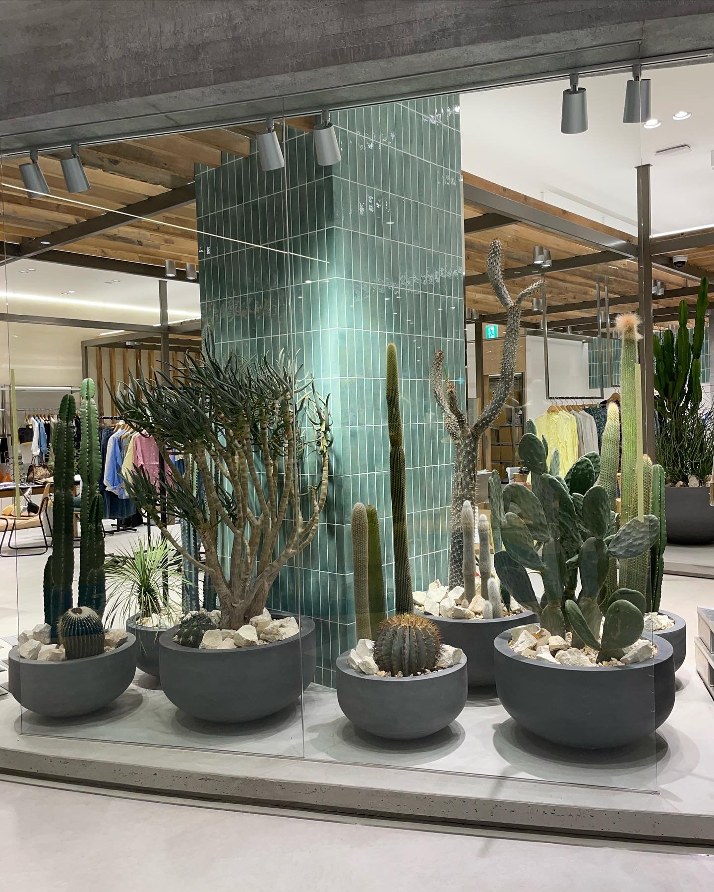 *
Green display 
relume 三河安城店

@js_relume 様　おめでとうございます。andいつもありがとうございます！
今回サボテンをメインに多肉系等主体でディスプレイ。
@greengreenhana 様のご協力頂き素敵に仕上がりました。トゲとの戦い凄かったですね笑
大王キリンとディコトマが最高の存在感出しております。色々探した甲斐がありました〜

今回もスタッフの方々、搬入や片付け等お手伝いいただきましてありがとうございました〜おかげ様様です！！！

#displa