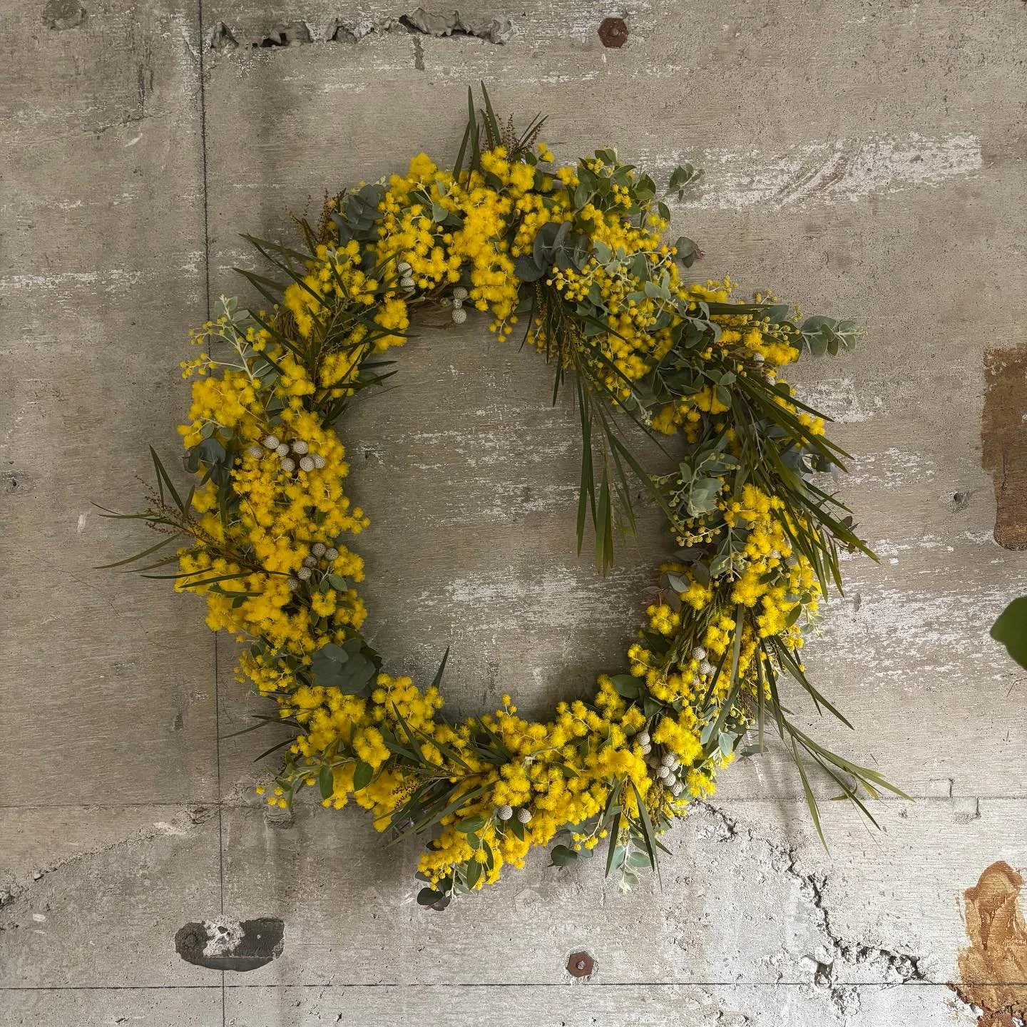 2月のLesson

2月はミモザのリースを🏵️
春の訪れを告げるミモザをたっぷりと使ったリースを制作しました。形はオーバルにし、ふんわりとしたパールアカシアのミモザとユーカリや流れのあるグリーンを使用して、動きのある仕上がりに。

ミモザはドライになると雰囲気が変わるのでバランスや流れを意識しながら丁寧に重ねていくことで、立体感のある美しいリースが完成します。

黄色のミモザは空間を、ぐっとら春らしく明るい雰囲気になってオススメです💫

🌿3月のLessonは桜のアレンジメントです。
3