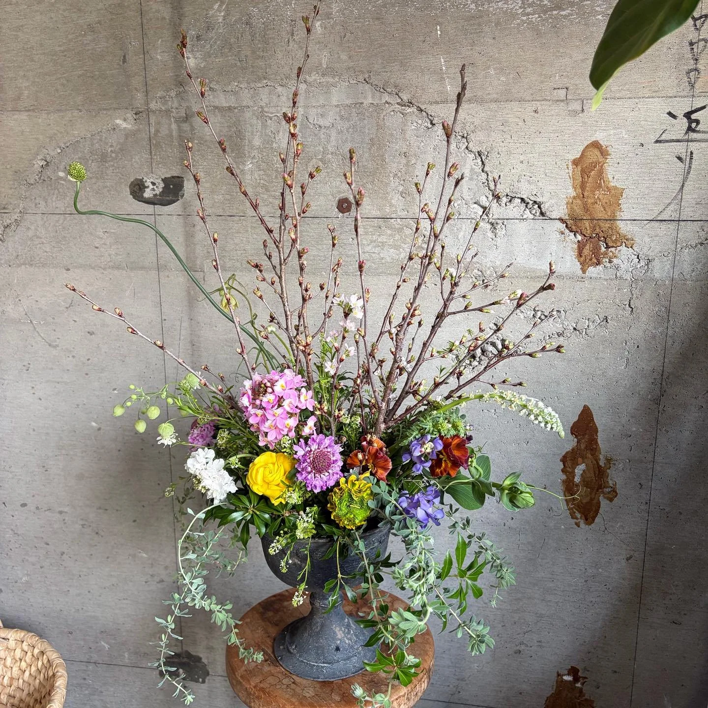 3月のLesson

3月は桜のアレンジメントを🌸
桜を主役にした春のアレンジメントレッスン🌸

ふっくらとした蕾の桜をのびやかに使い、これから咲いていく時間ごと楽しめるデザインに。

足元にはラナンキュラスやスカビオサ、パンジーなど春の小花たちを合わせて、やわらかさと華やかさをプラスしました。

ロータスやアリウムなどグリーンで流れる動きをつけて、奥行きのある仕上がり。

春のお花は繊細で扱いが難しい分、丁寧に仕上げていくとぐっと完成度があがります◎

※4/11.12（土日）は臨時休業に