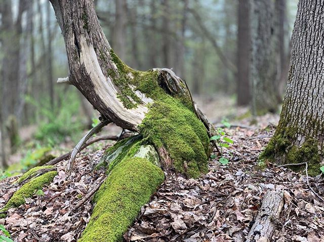 I ended last week shooting in the woods for 4 days. I started off with the amazing folks from @recenterct and a group of 6th graders from two different schools. They laughed, ate, danced and sang while plotting  and planning for deep system transform