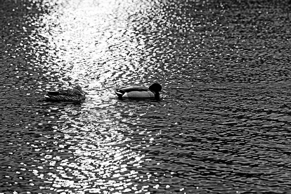 Ducks In Water1 WEB 14x9.jpg