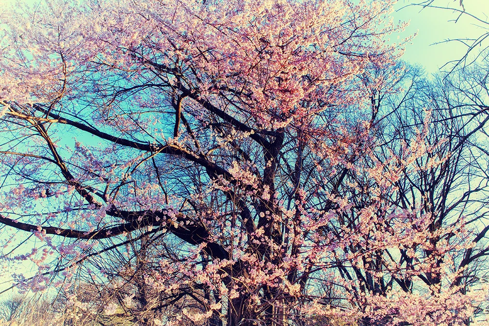 TREE5 The Old Cottage 16x24 14x9.jpg