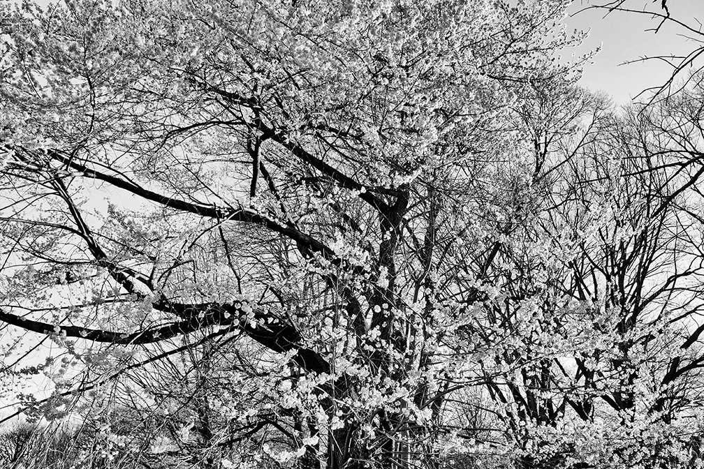 TREE5 B&W 14x9.jpg