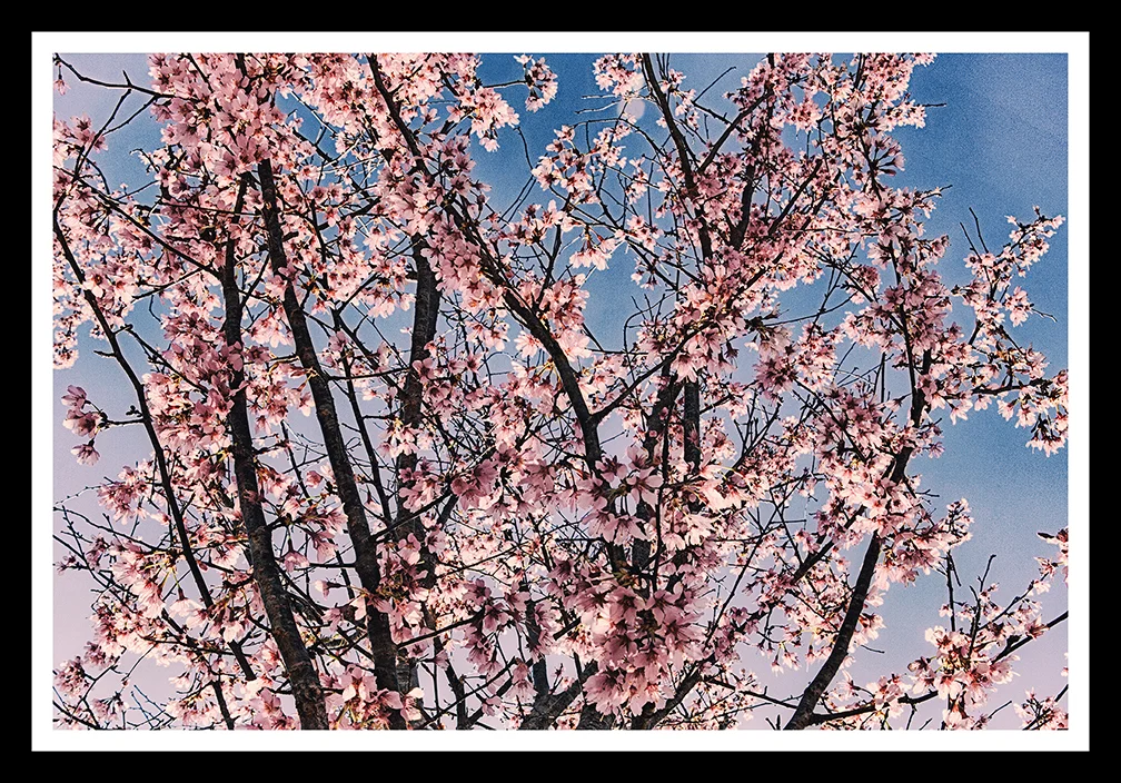Sakura Tree3 Framed web 14x9.jpg