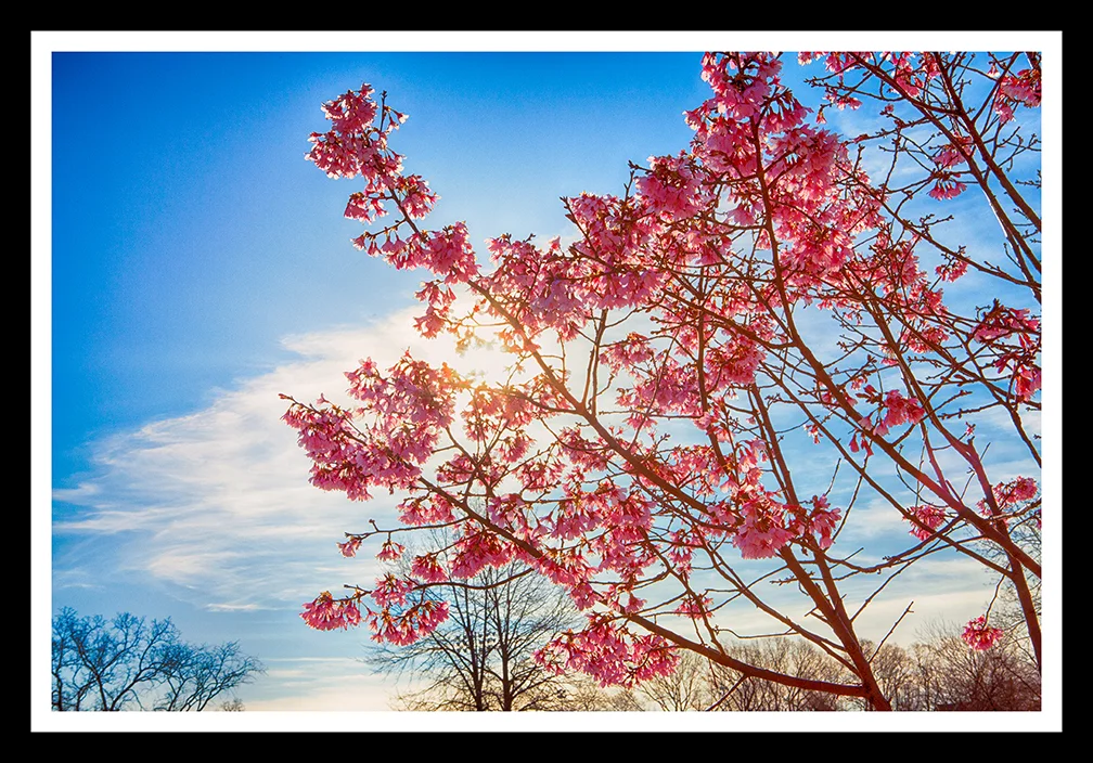 Sakura in the Sky web 14x9.jpg
