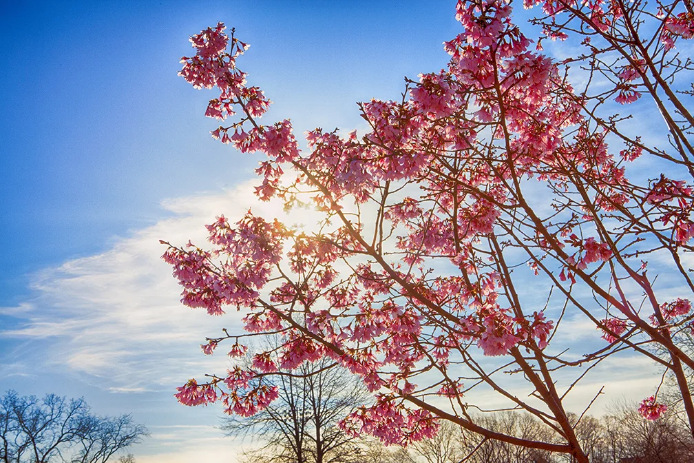 Sakura Tree12 WEB 14x9.jpg