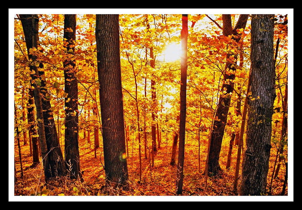 Yellowoods1 Framed web 14x9.jpg