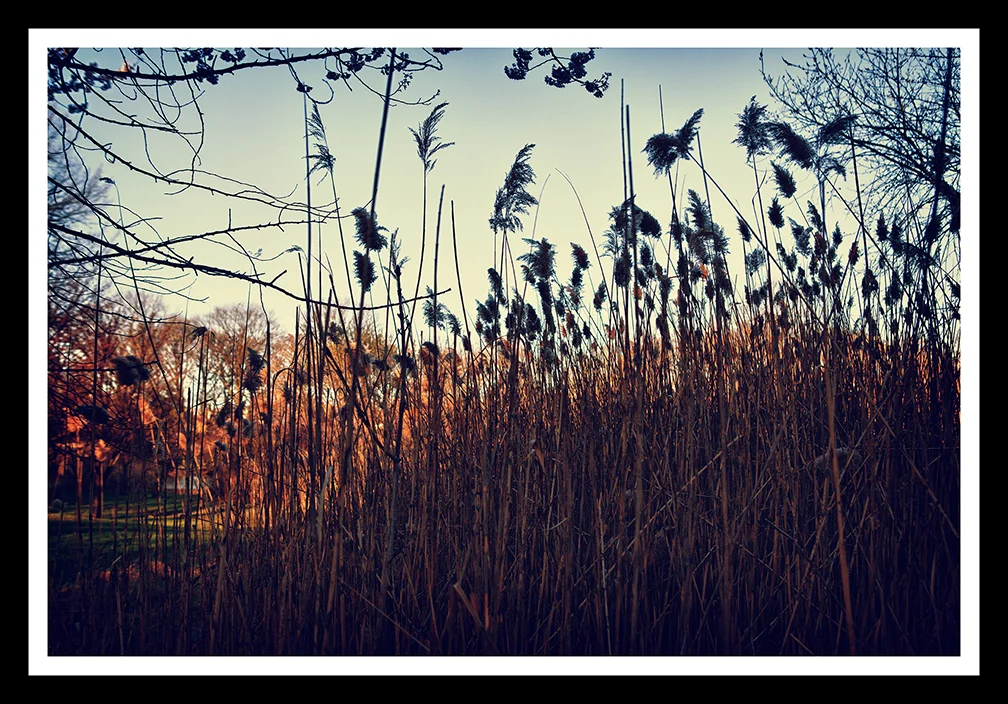 Bush1 Framed web 14x9.jpg