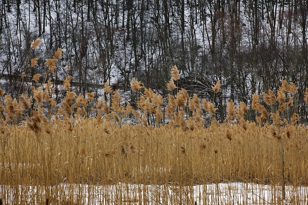 Tall Brown Grass 2 web 14x9.jpg