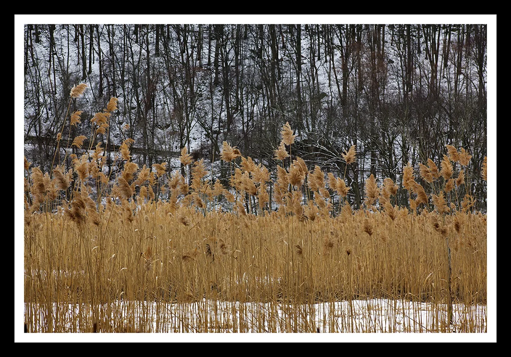 The Field II Framed web 14x9.jpg