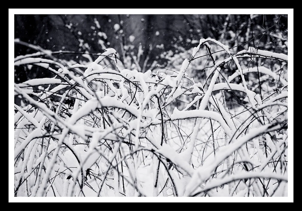 Snowed Branch1 Framed web 14x9.jpg