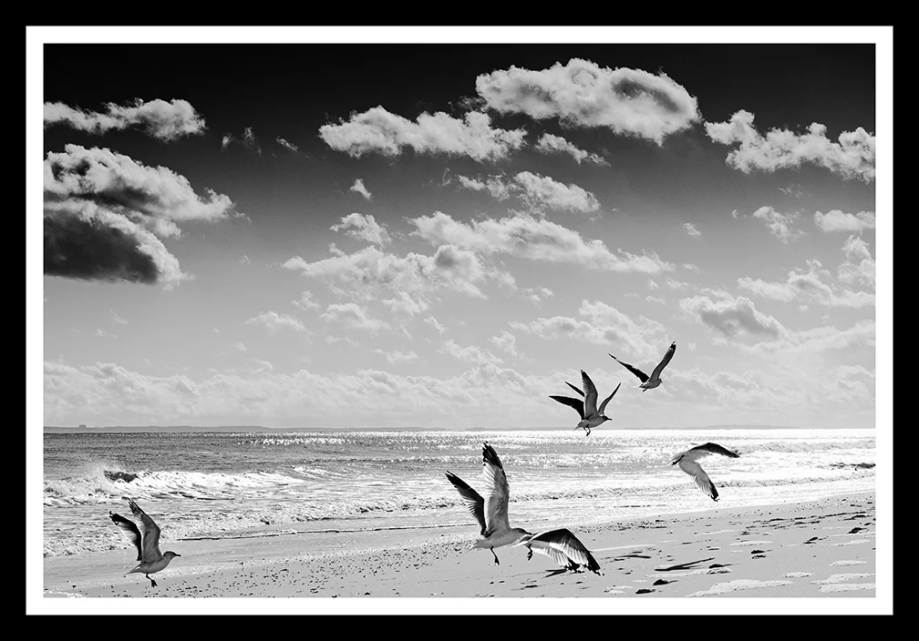 Birds & Beach1.52 Framed web 14x9.jpg