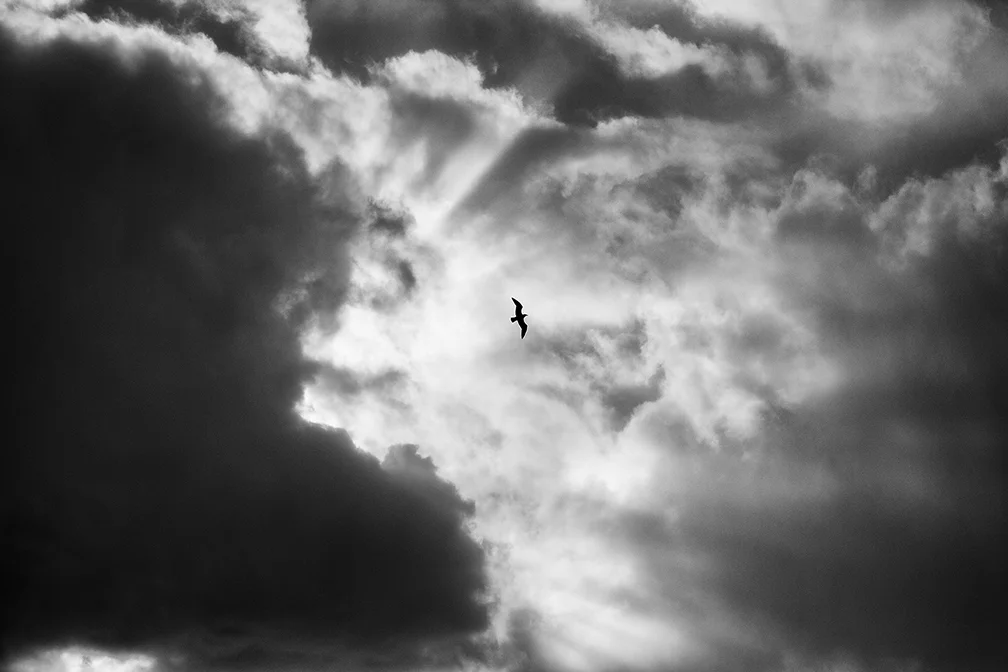 Bird of Heaven B&W web 14x9.jpg
