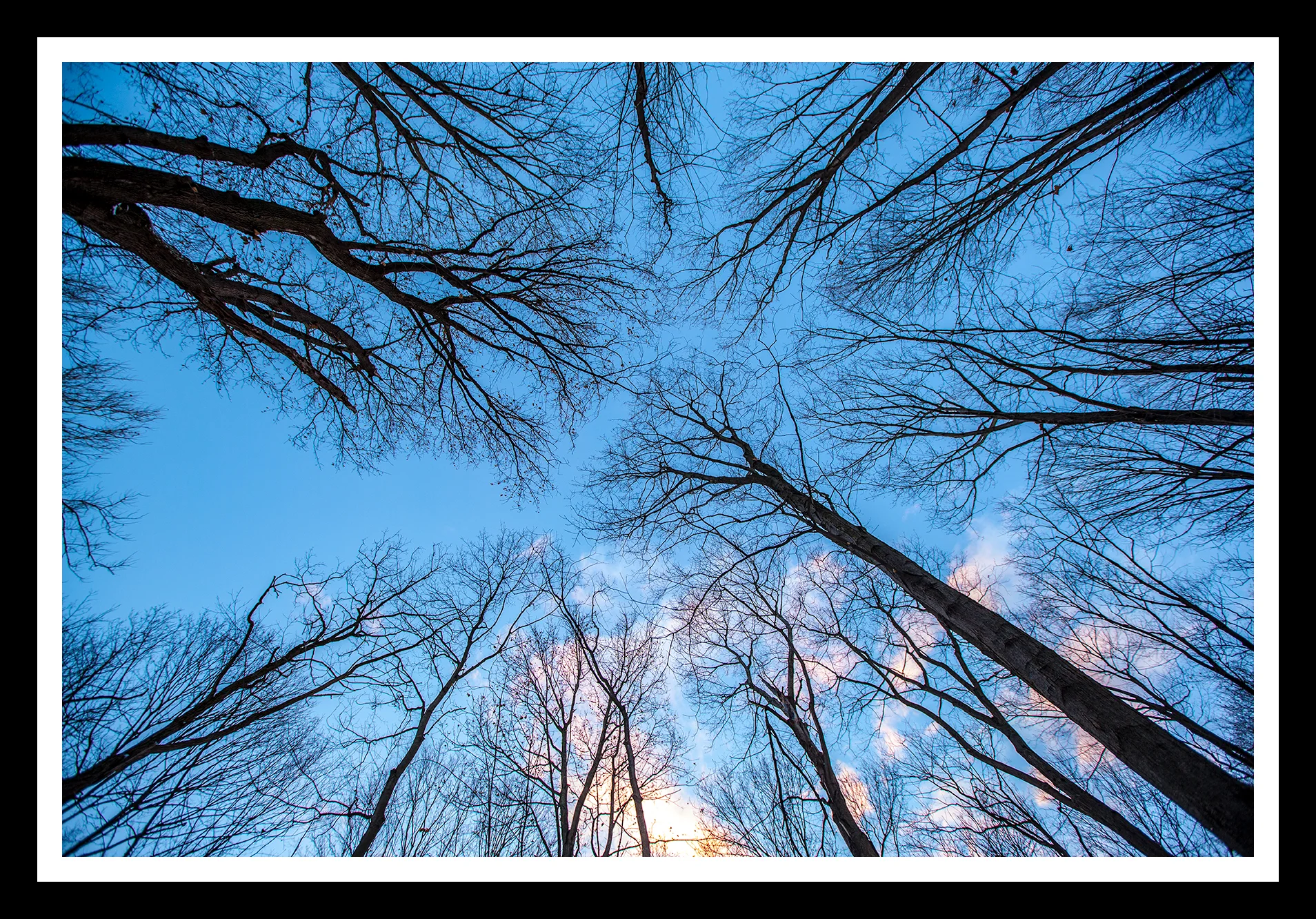 Trees of Heaven Framed web.jpg