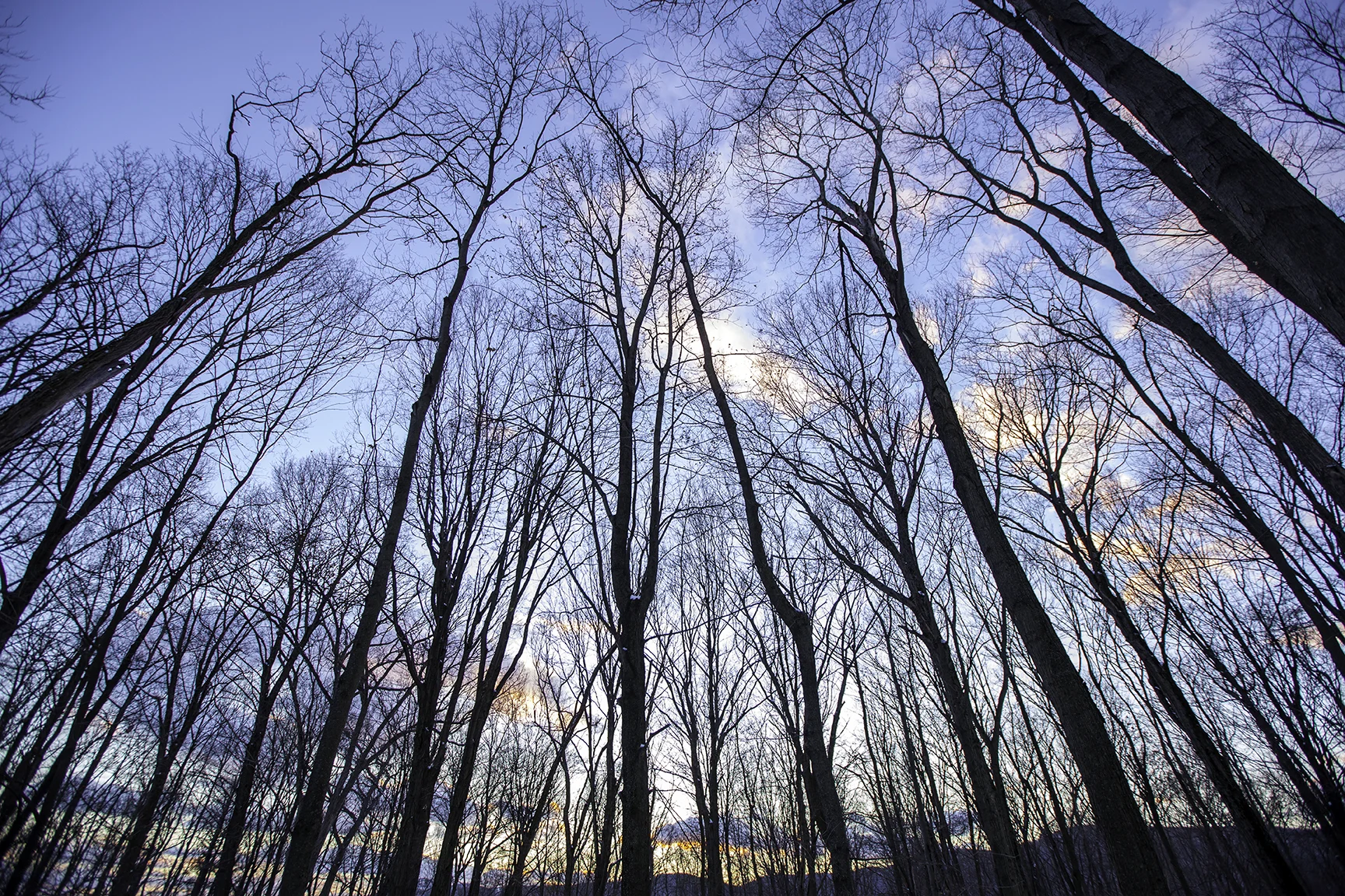 Trees of Heaven2 web.jpg
