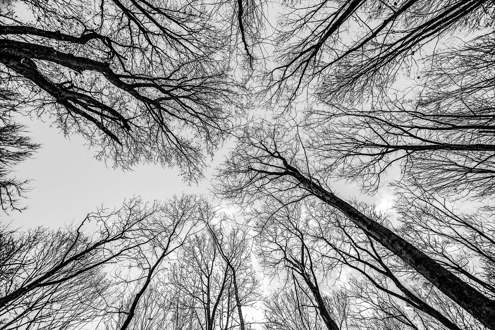 Trees of Heaven B&W web.jpg