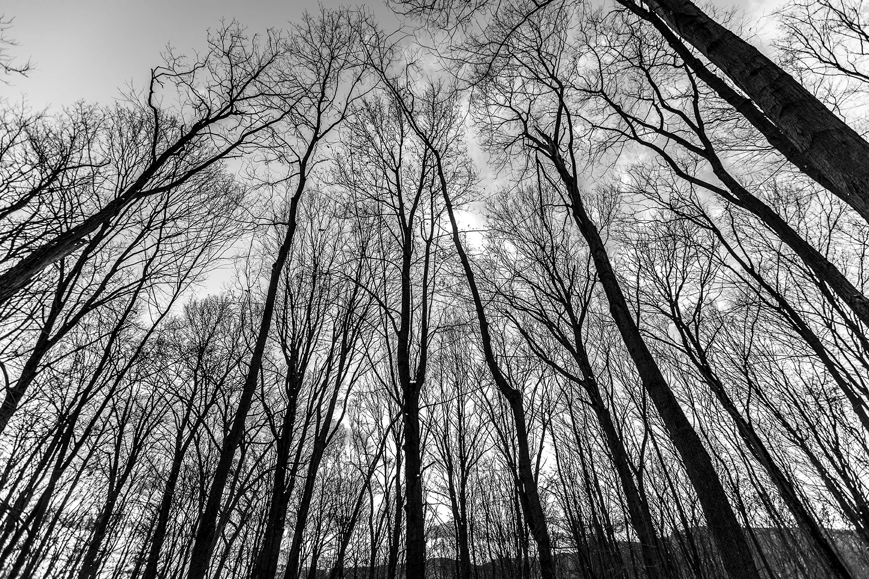 Trees of Heaven2 B&W web.jpg