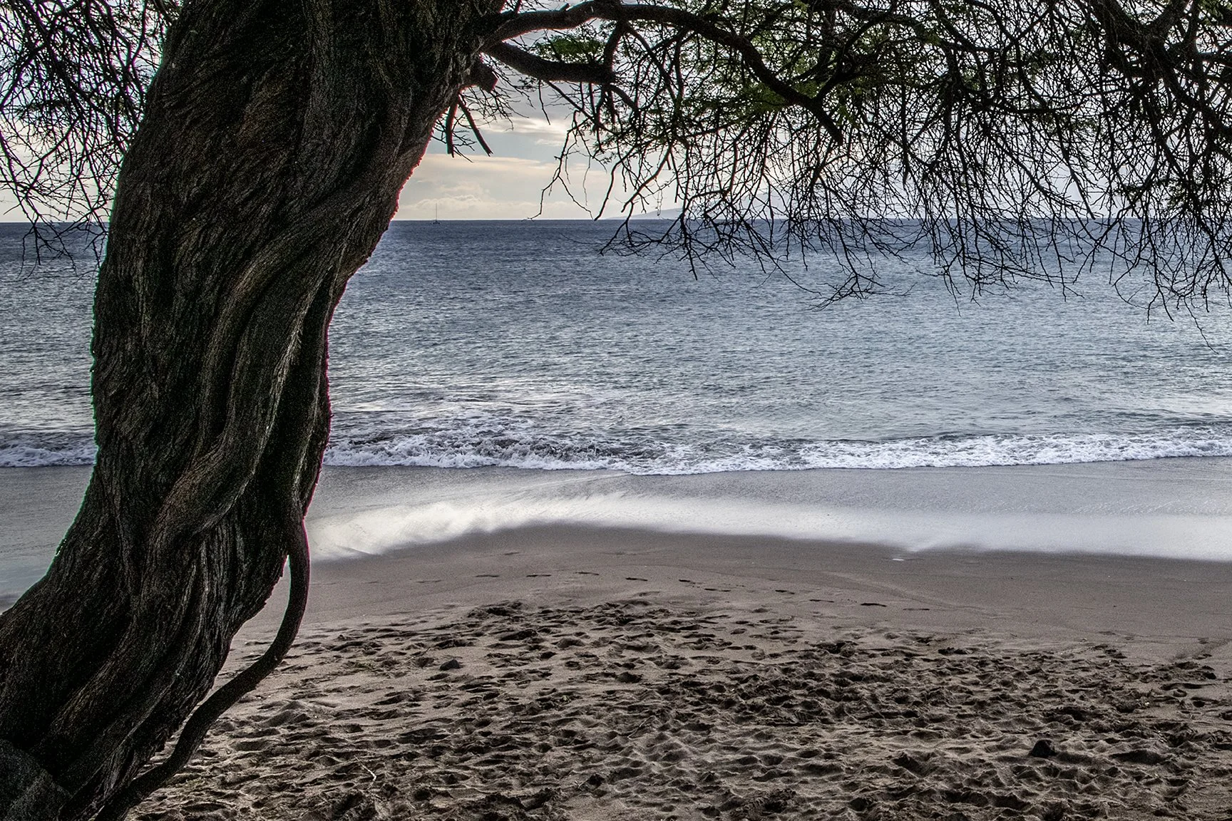 Maui's Twisted Tree 1.jpg
