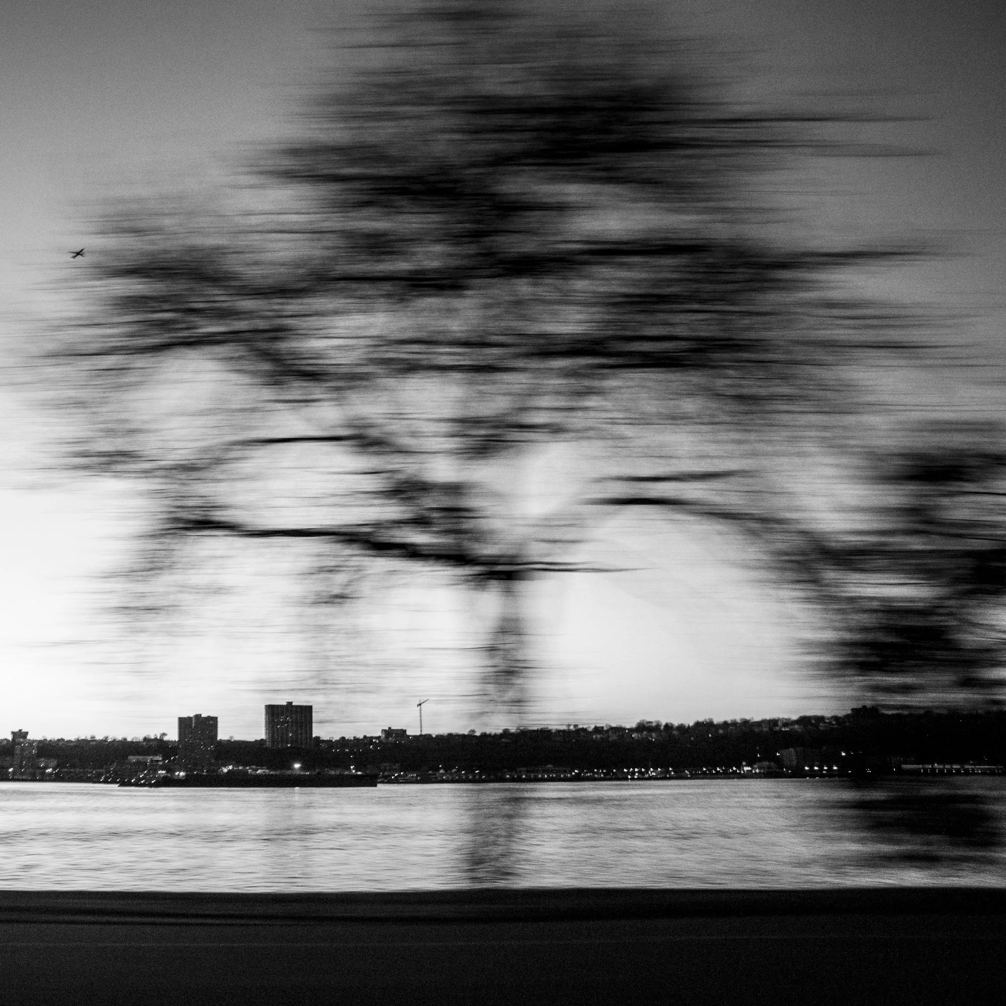 ny_trees.jpg