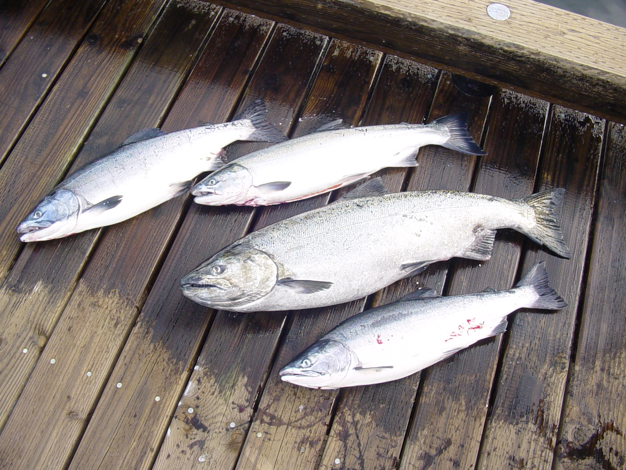 2004.salmon.jpeg