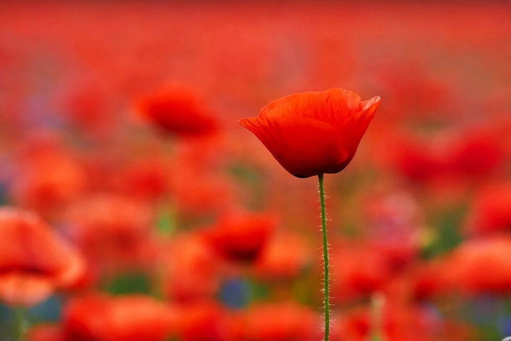 ANZAC Day Trading Hours