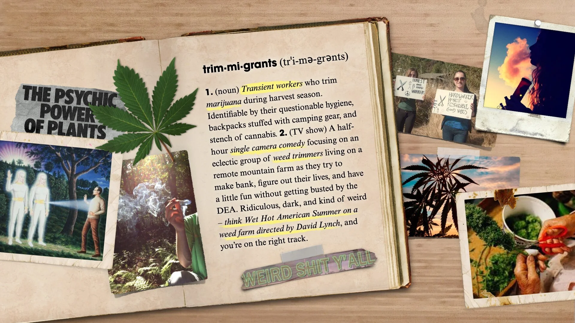 Trimmigrants Pitch Deck