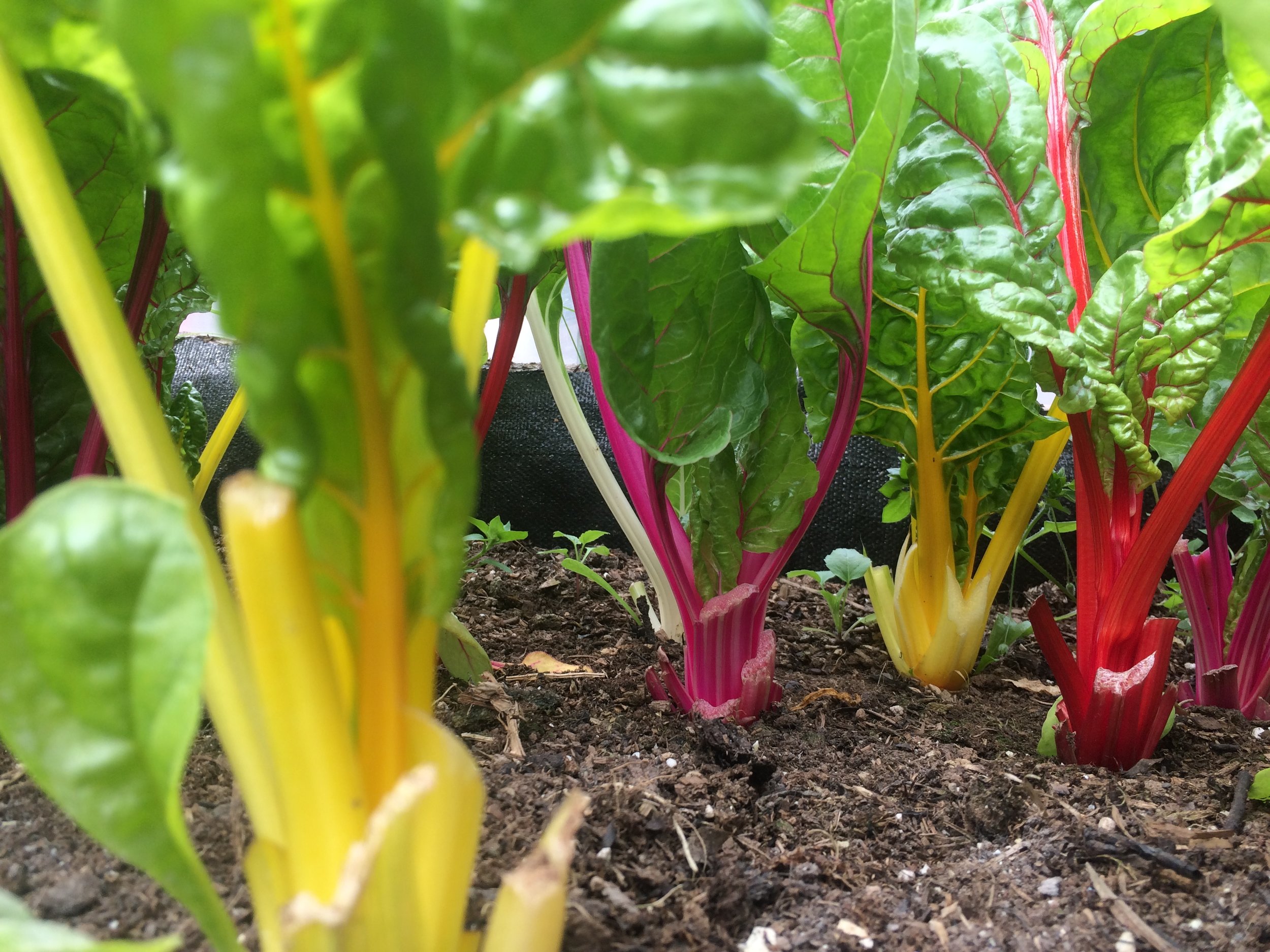 Rainbow swiss chard