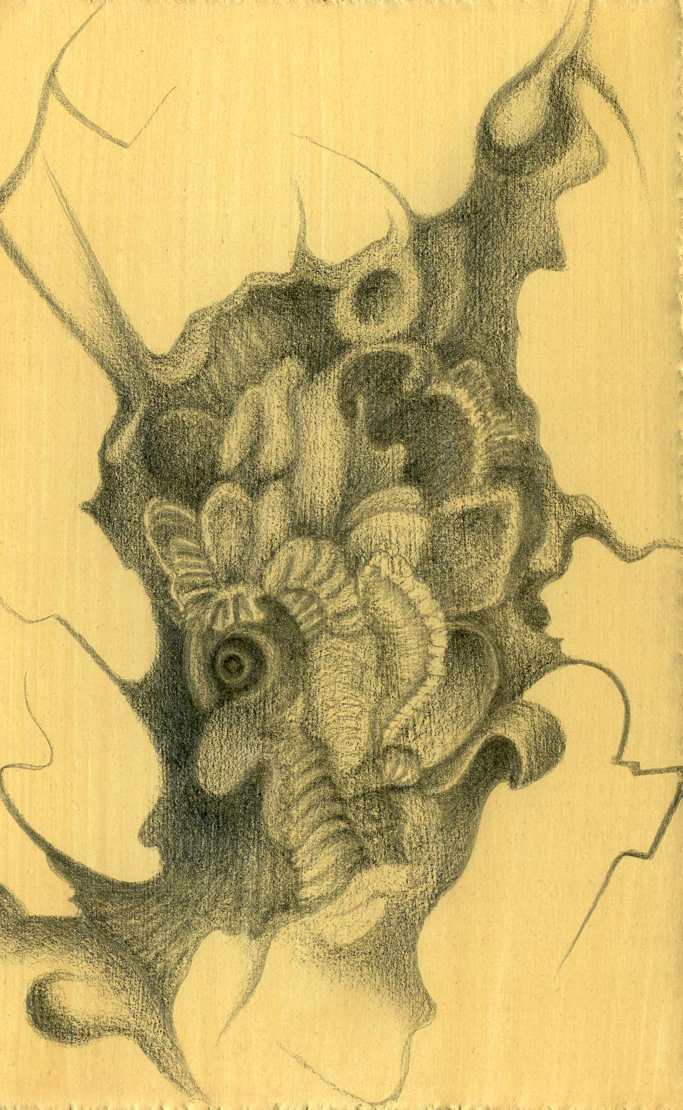 Cedar Tree Bark, Pontigny Abbey