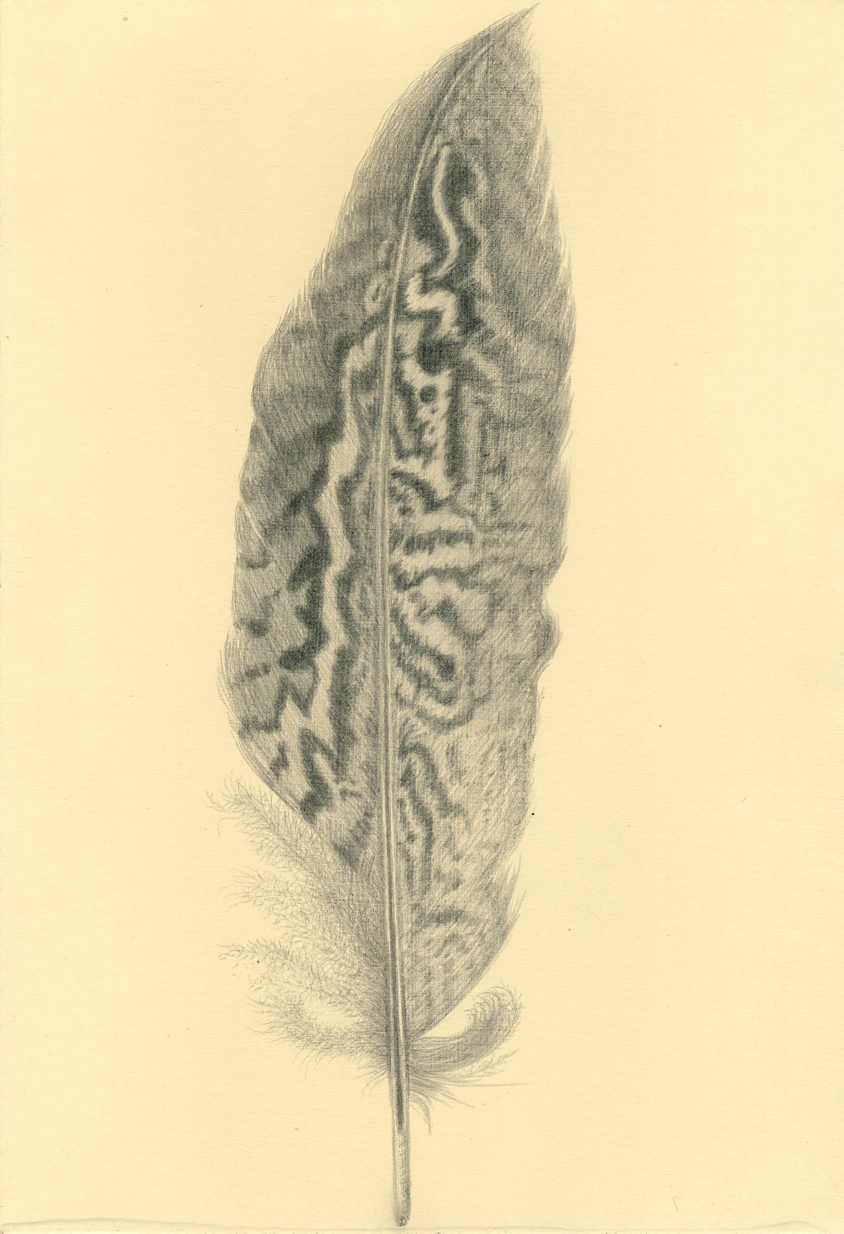 Pheasant Flight Feather