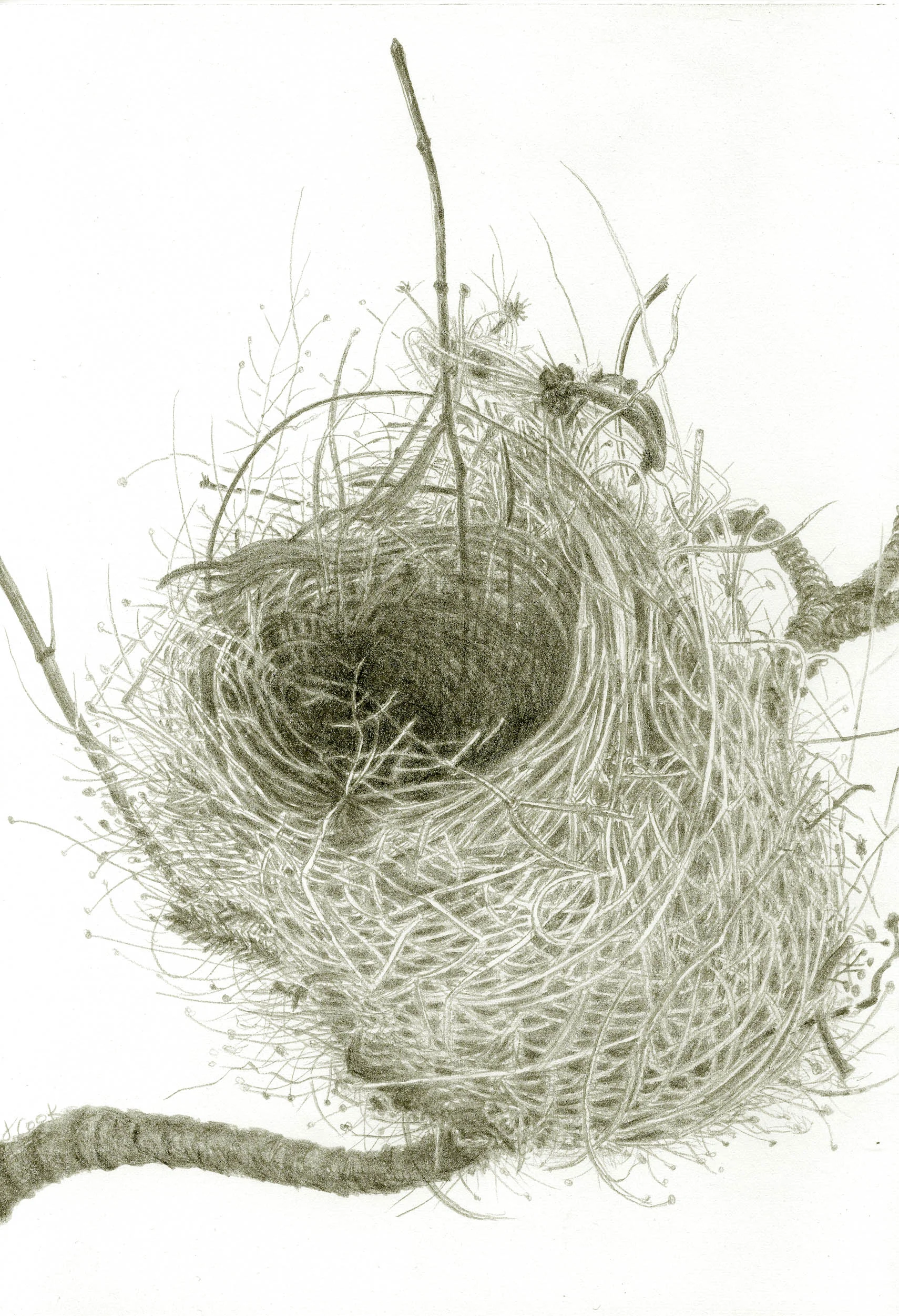 Warbler Weaving, Palma
