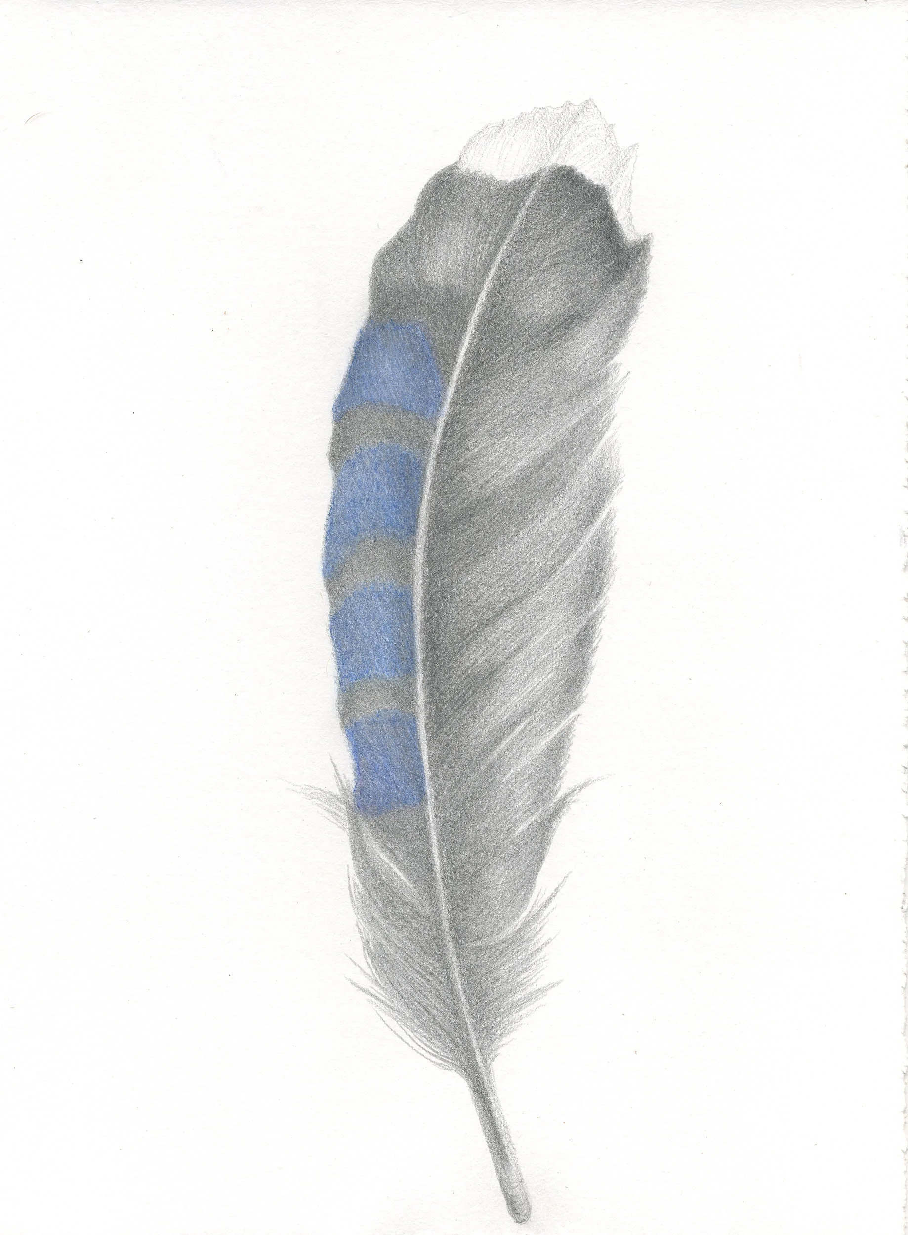 Blue Jay Feather