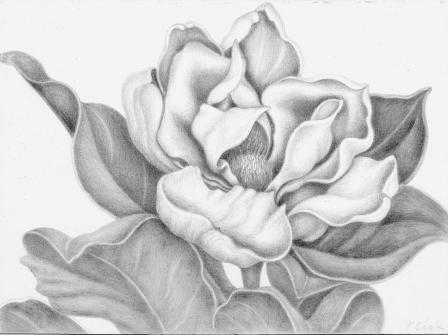 The-fragrant-Magnolia-svpt-small.jpg