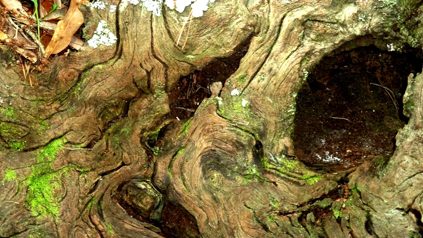 oak.jpg
