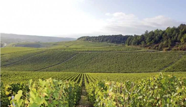 bop-03-chablis-landscape.jpg