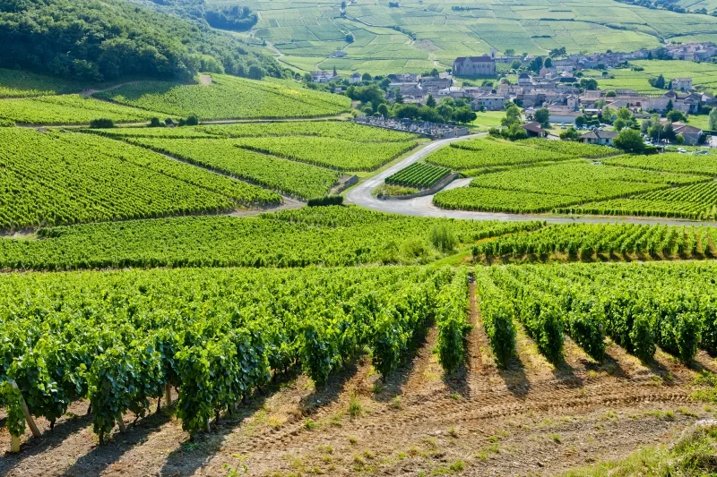 Vineyard in the Yonne, Burgundy