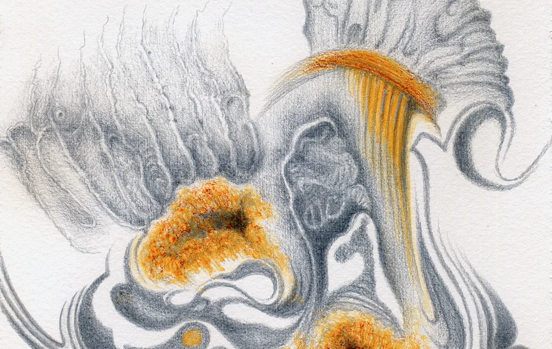 Ammonites de Bourgogne, silverpoint, watercolour, Jeannine Cook