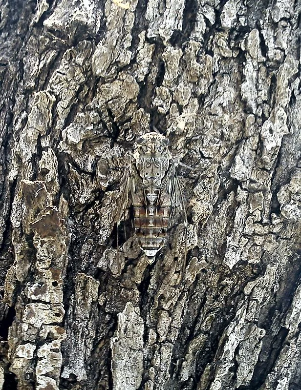 Cicada camouflaged on an olive tree, Kassiopi, Corfu, Greece.