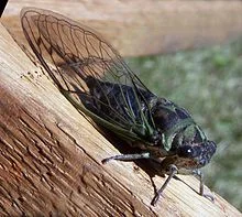 Tibicen linnei, Annual Cicada