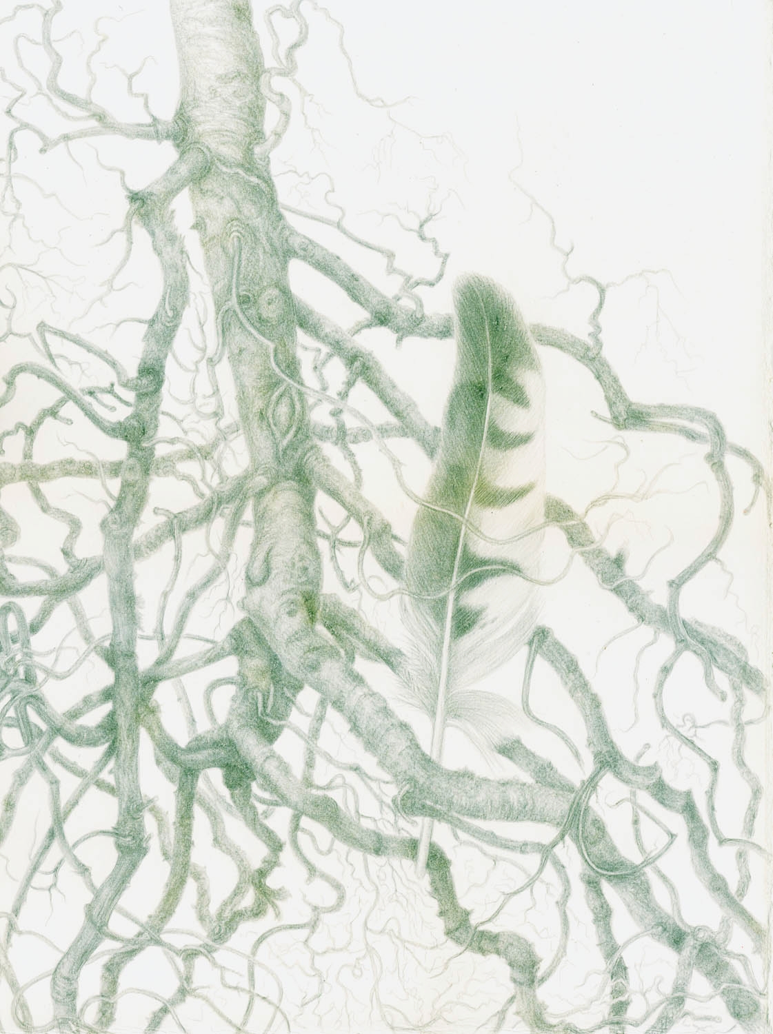 Caught in Time - Sumac Roots