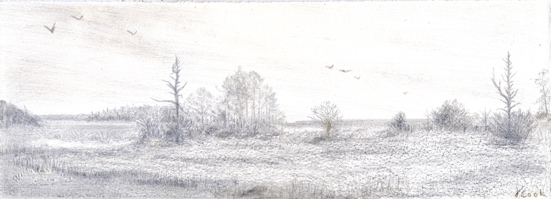 Cabretta, Sapelo Island, silverpoint, artist Jeannine Cook