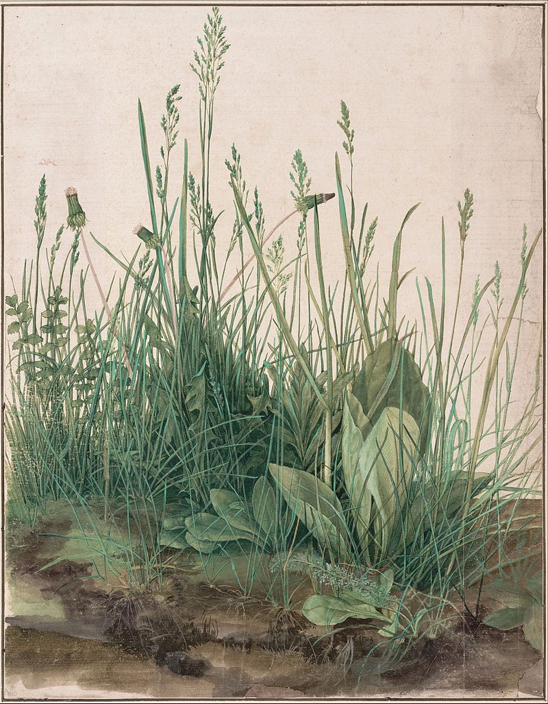 Albrecht Dürer , The Great Piece of Turf , 1503 watercolor and gouache heightened with white, mounted on cardboard, Albertina Museum, Vienna